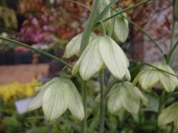 Fritillaria thunbergii